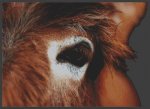 (image for) Through the Eye - Donkey